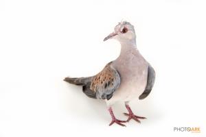 European Turtle Dove