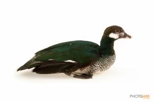 Green Pygmy Goose