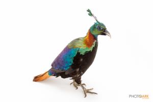 Himalayan Monal