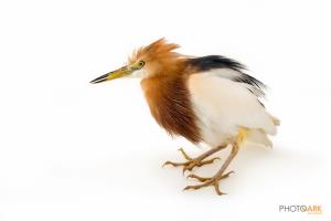 Javan Pond Heron