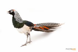 Lady Amherst's Pheasant