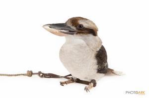 Laughing Kookaburra