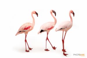 Lesser Flamingo