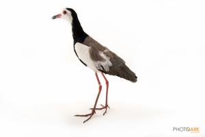 Long-toed Lapwing