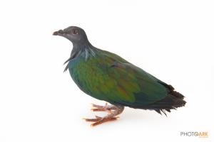 Nicobar Pigeon