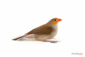 Orange-cheeked Waxbill