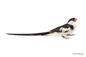 Pin-tailed Whydah