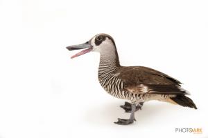 Pink-eared Duck