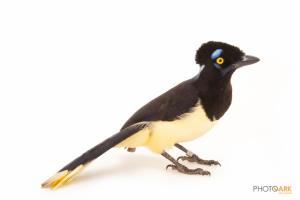 Plush-crested Jay