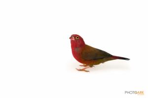 Red-billed Firefinch