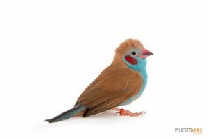 Red-cheeked Cordon-bleu finch 