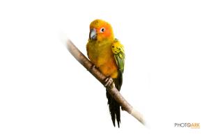 Sun Conure