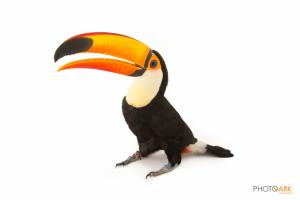 Toco Toucan