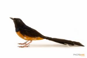 White-rumped Shama