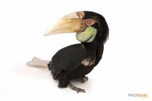 Wreathed Hornbill