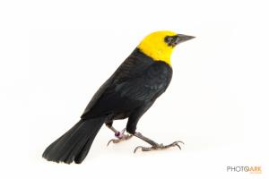 Yellow-hooded Blackbird