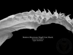 Modern Bluntnose Sixgill Cow Shark