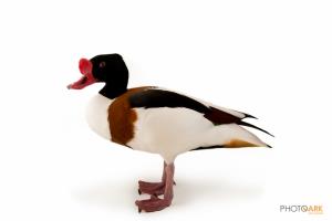 Common Shelduck