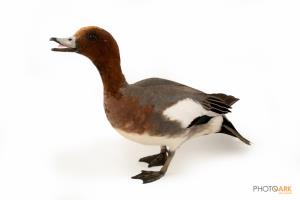 Eurasian Wigeon