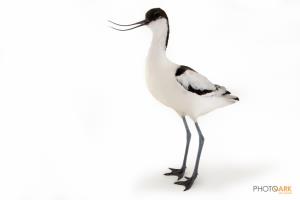 European Avocet