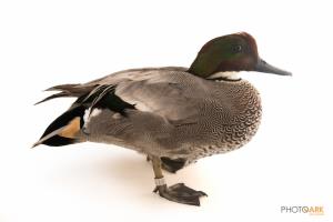 Falcated Duck