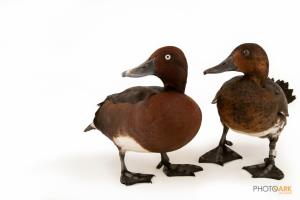 Ferruginous Duck