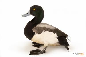 Greater Scaup