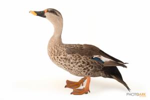 Indian Spot-billed Duck