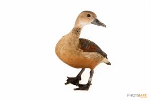 Javan Whistling Duck