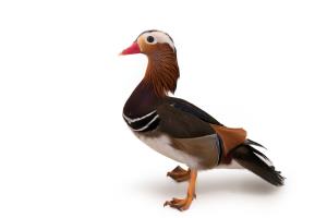 Mandarin Duck