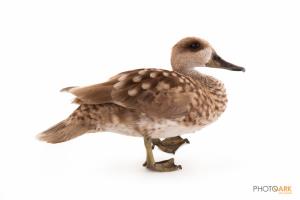 Marbled Teal