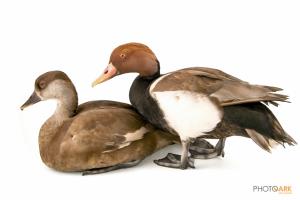 Red-crested Pochard