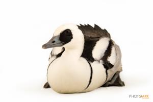 Smew