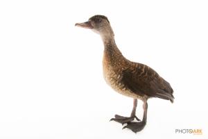 Spotted Whistling Duck