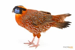 Temminck's Tragopan