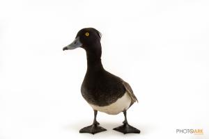 Tufted Duck