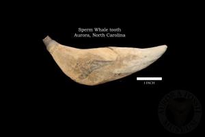 Sperm Whale Tooth