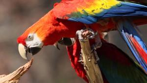 Macaws