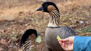 Hawaiian Geese