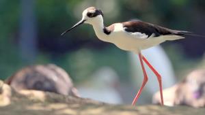 Shorebirds