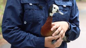 White-faced Whistling Duck