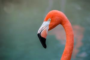 Facts About Flamingos