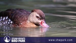 What Are Waterfowl?