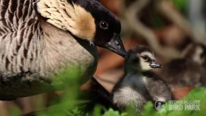 Nene Goslings