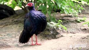 Edwards's Pheasant