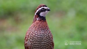 Northern Bobwhite