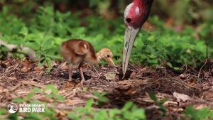 Sarus Crane Chick