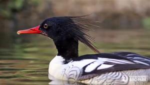 Scaly-sided Merganser