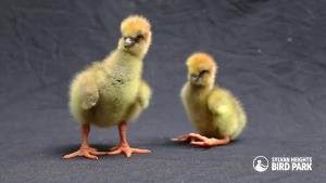 Crested Screamer Chicks