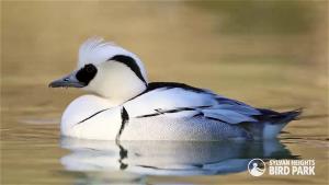 Smew